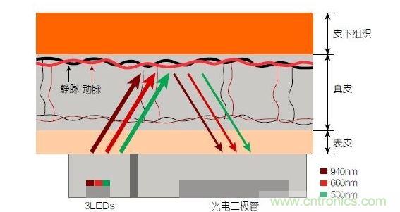反射光脈搏測(cè)量原理。傳感器發(fā)出的光透過皮膚和組織，一部分被吸收，一部分被反射回檢測(cè)器。因?yàn)閯?dòng)脈中的血流量隨心臟的每次跳動(dòng)會(huì)有所變化，因此光線被吸收的量以及檢測(cè)器收到的信號(hào)強(qiáng)度也會(huì)隨之發(fā)生改變。綠光可以在手腕處提供最佳結(jié)果，而紅光和紅外光一般用于手指測(cè)量。 8